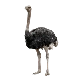 Bicho Avestruz, grupo 01 do jogo do bicho