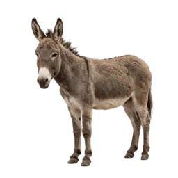 Bicho Burro, grupo 03 do jogo do bicho