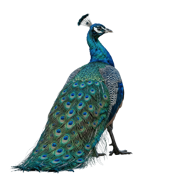 Bicho Pavão, grupo 19 do jogo do bicho