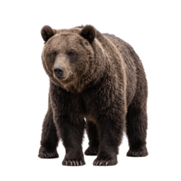 Bicho Urso, grupo 23 do jogo do bicho