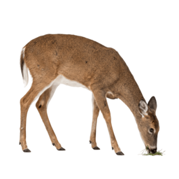 Bicho Veado, grupo 24 do jogo do bicho
